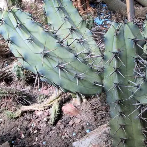 Myrtillocactus cochal