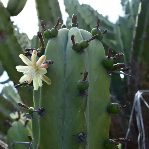 Myrtillocactus geometrizans fruits