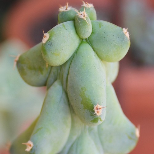 Myrtillocactus geometrizans cv. Fukurokuryuzinboku