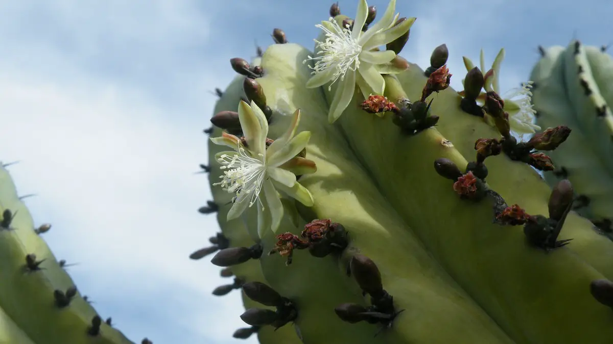 Myrtillocactus geometrizans
