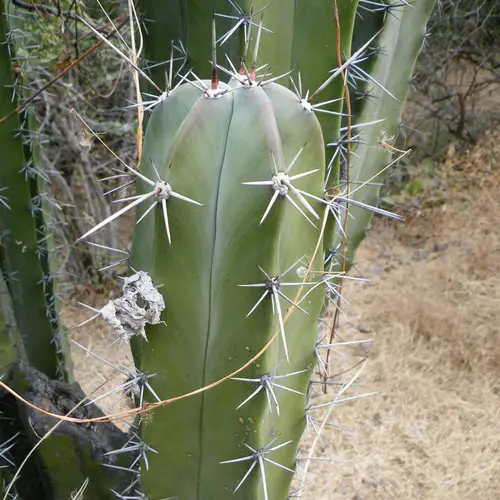 Myrtillocactus schenckii