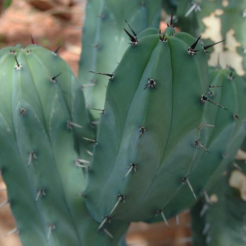 Myrtillocactus geometrizans