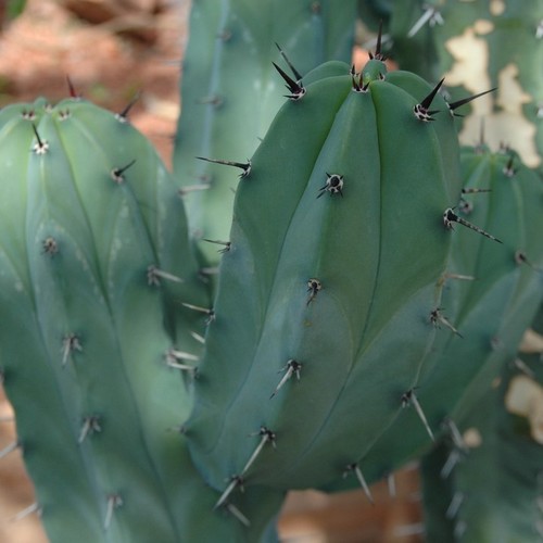 Myrtillocactus