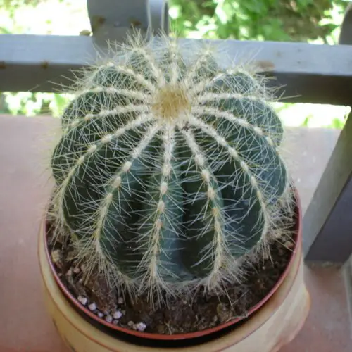 Notocactus