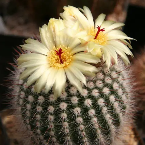 Notocactus