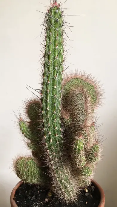 Nyctocereus serpentinus cristata