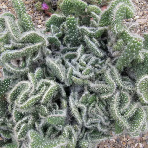 Opuntia cylindrica 'cristata'