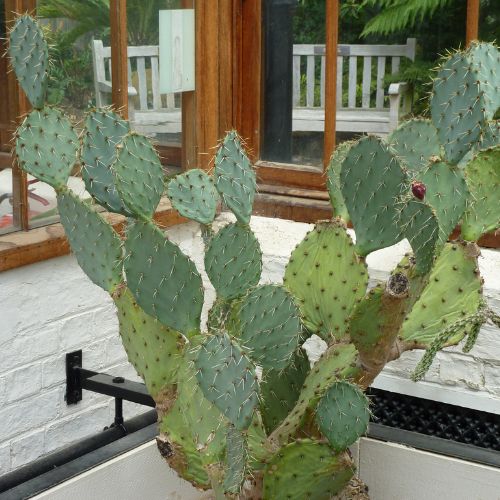 Opuntia engelmannii var. lindheimeri
