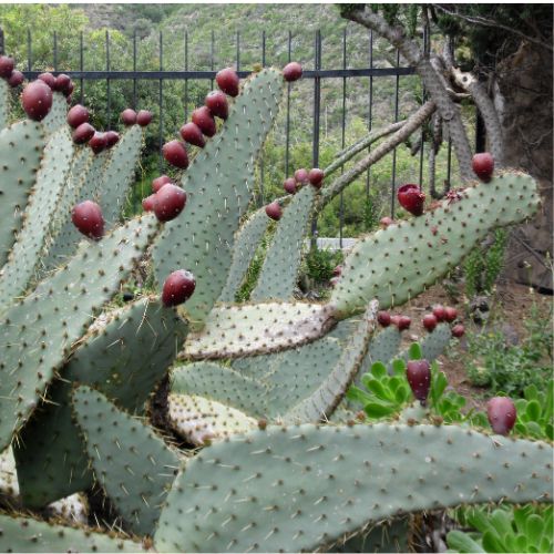 Opuntia engelmannii var. linguiformis
