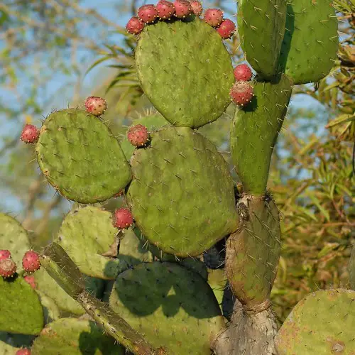 Lignification Opuntia ficus-indica