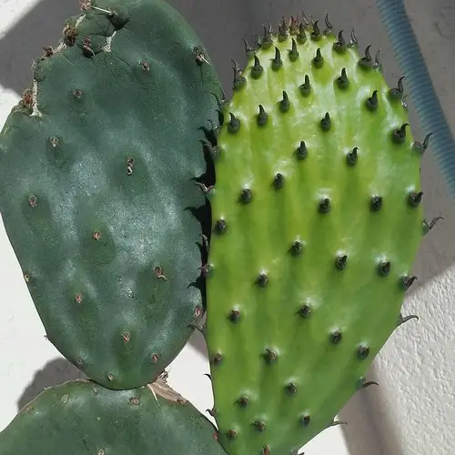 Raquettes d'Opuntia ficus-indica