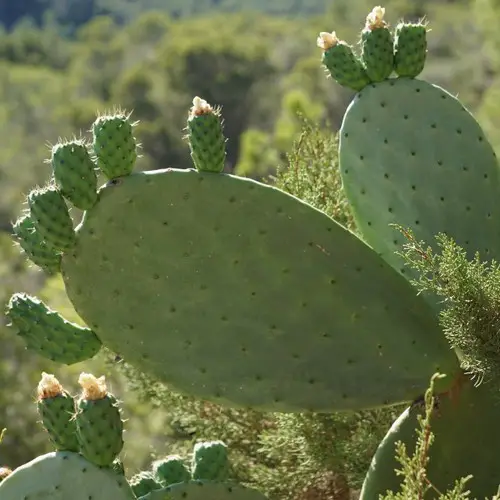 Opuntia ficus-indica