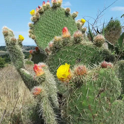 Opuntia huajuapensis