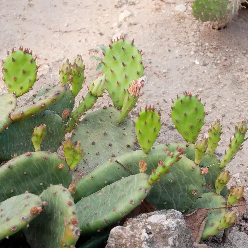 Opuntia humifusa