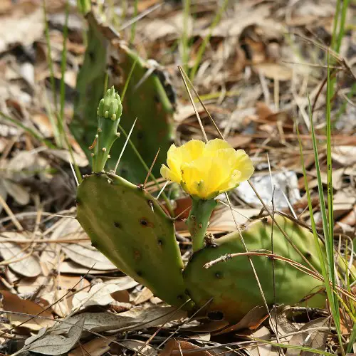 Opuntia humifusa fleur