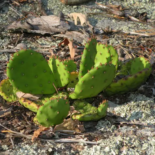 Opuntia humifusa