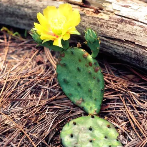 Opuntia humifusa fleur