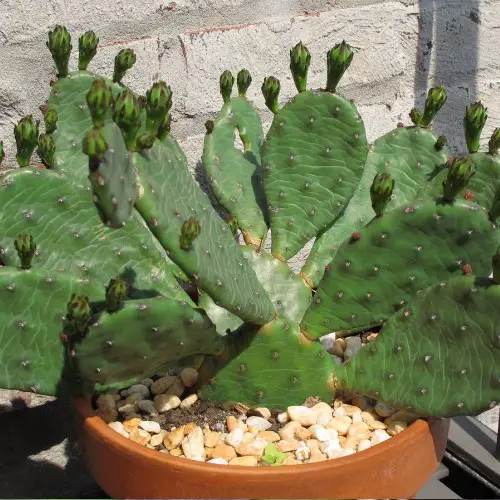 Opuntia humifusa