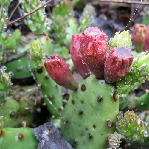 Opuntia humifusa fruits