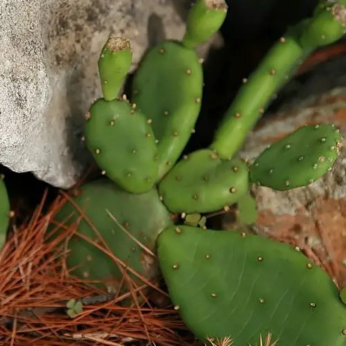 Opuntia humifusa