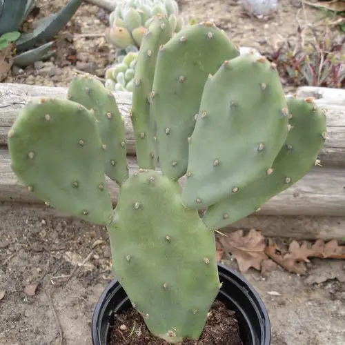 Opuntia inermis