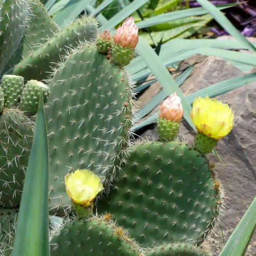 Opuntia leucotricha