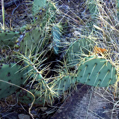 Opuntia lindheimeri