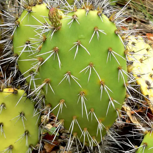 Opuntia littoralis