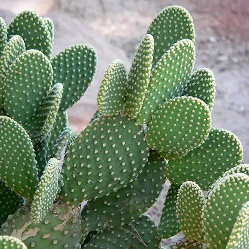 Opuntia microdasys