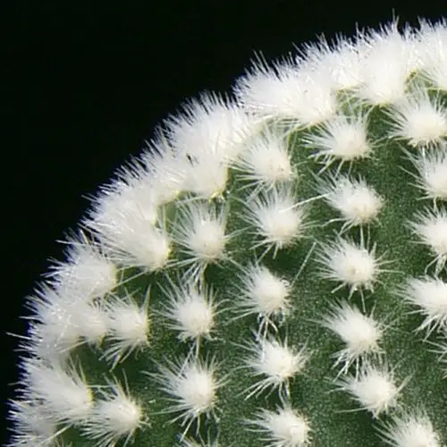 Opuntia microdasys albispina