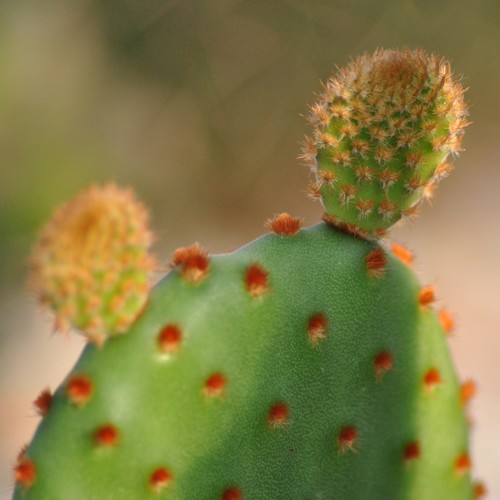 Opuntia microdasys cladodes