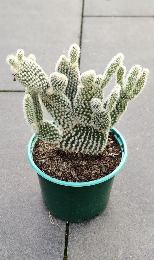 Opuntia microdasys étiolé