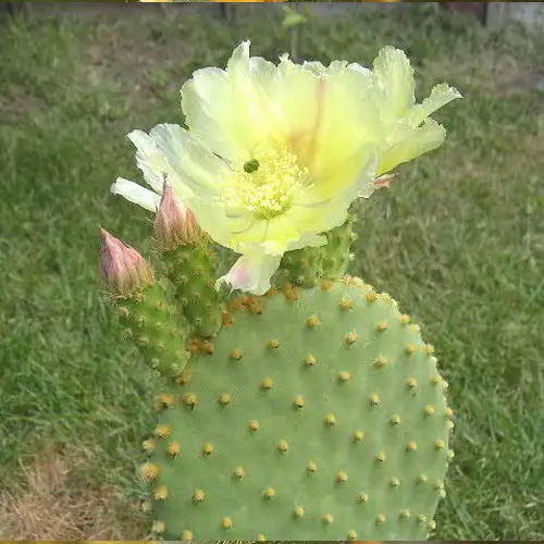 Opuntia microdasys fleur