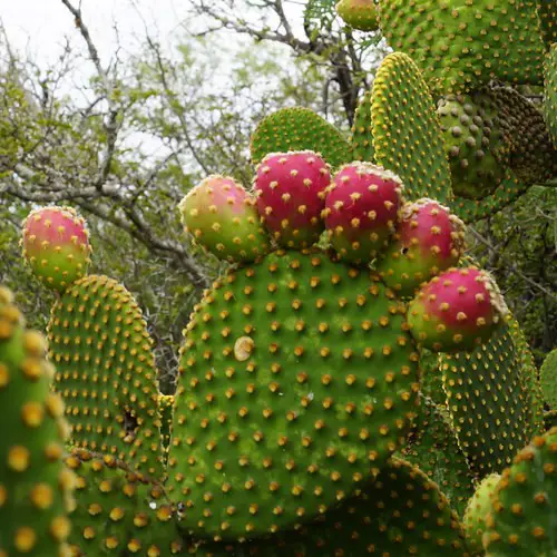 Opuntia microdasys fruits