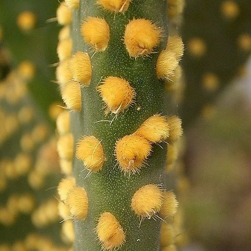 Opuntia microdasys glochides