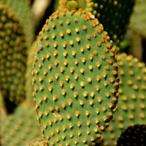 Opuntia microdasys rufida