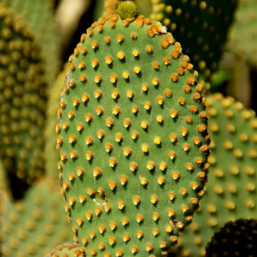 Opuntia microdasys rufida