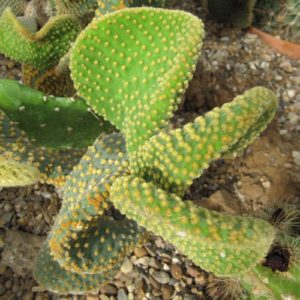 Opuntia microdasys undulata