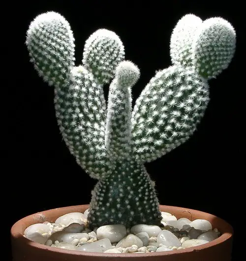 Opuntia microdasys