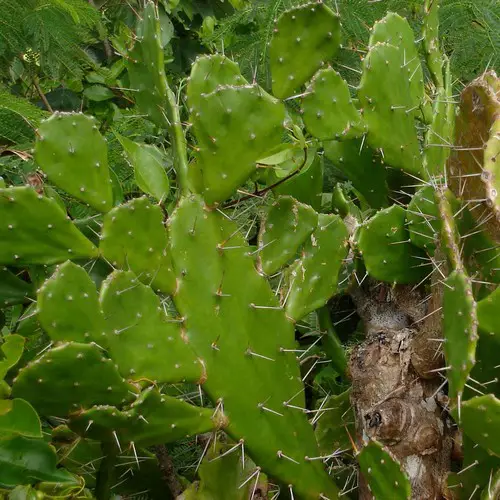 Opuntia monacantha