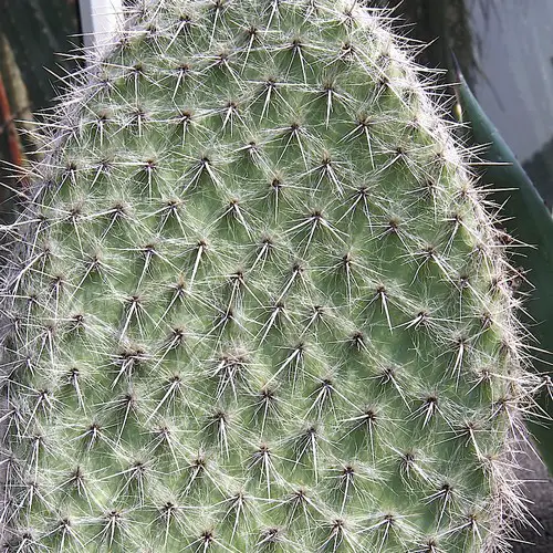 Opuntia pilifera