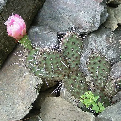 Opuntia polyacantha