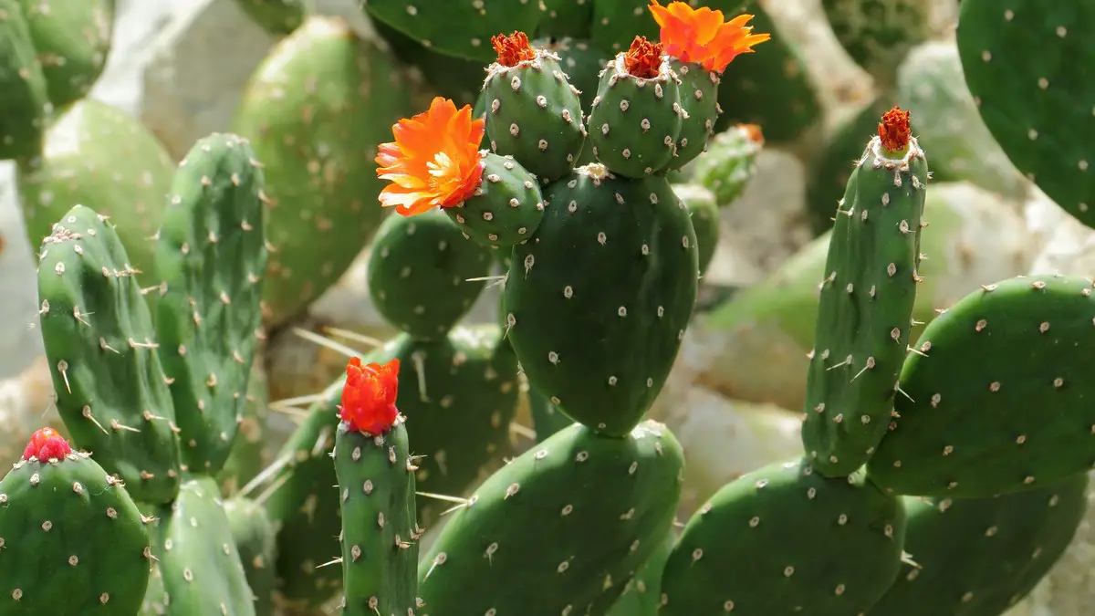 Opuntia quitensis