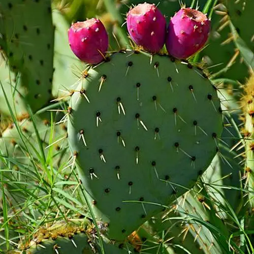 Opuntia tomentella