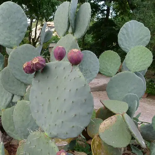 Opuntia robusta