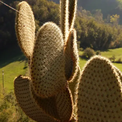 Opuntia scheerii