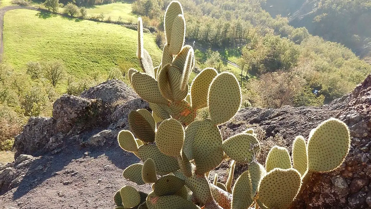 Opuntia scheerii