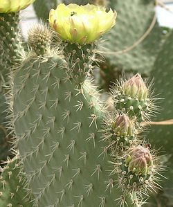 Opuntia scheerii fleurs