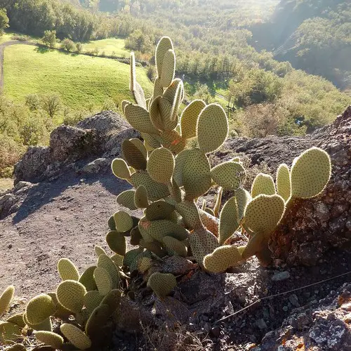 Opuntia scheerii