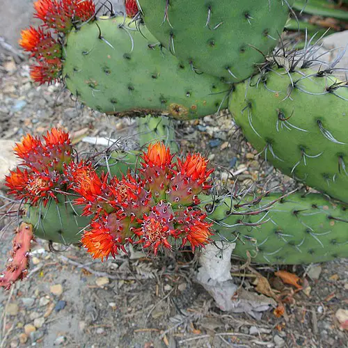 Opuntia stenopetala